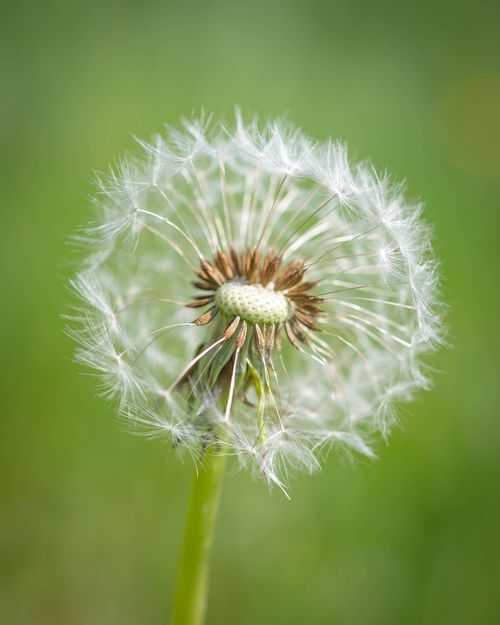 Free Detailed shot of a dandelion seed head with seeds dispersing against a soft green background. Stock Photo