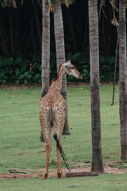 Free Captivating view of a young giraffe standing amidst palm trees in a safari park. Stock Photo
