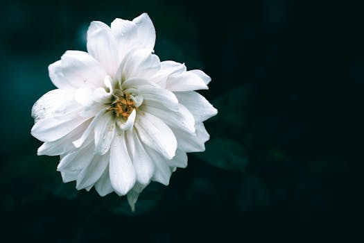 A delicate white dahlia flower adorned with rain droplets against a dark background.