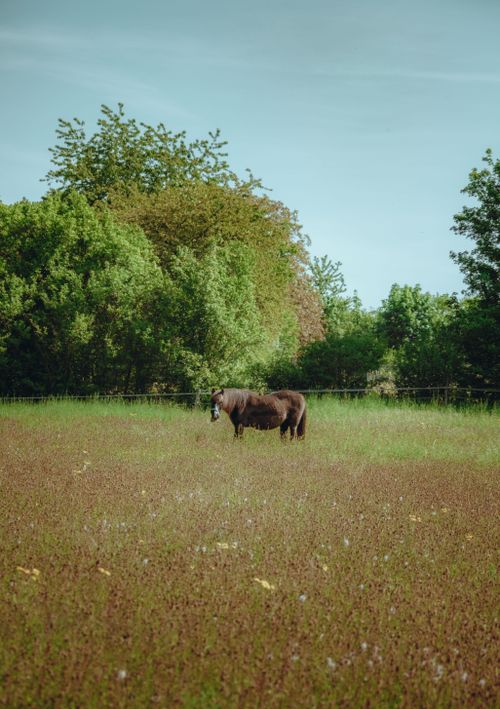 Free A beautiful horse grazing in a lush green meadow in rural Germany. Stock Photo