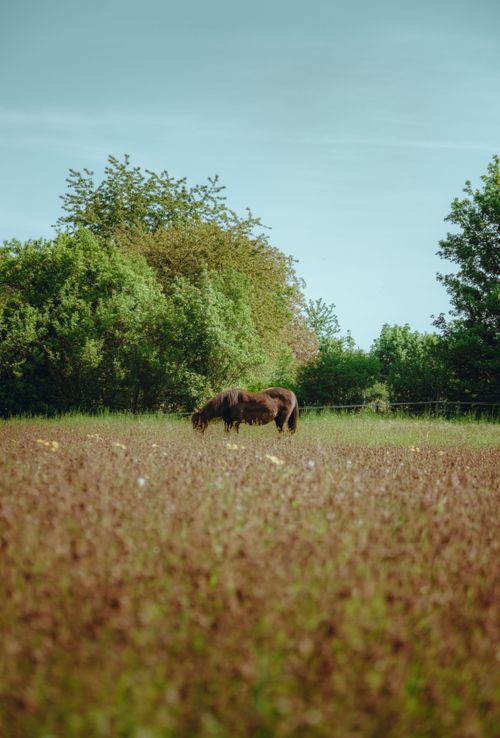 Free Serene view of a brown horse grazing in a meadow near Thüngersheim, Germany. Stock Photo