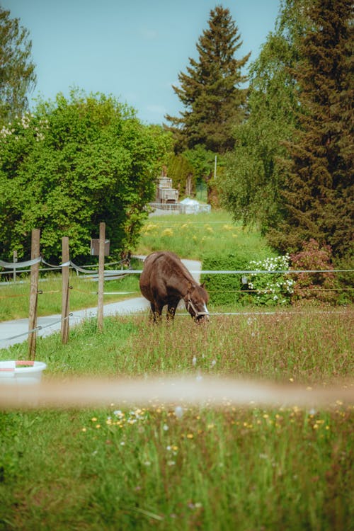 A Brown Horse on a Green Pasture with a Fence