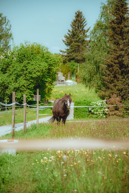 갈색 말, 나무, 농장의 무료 스톡 사진