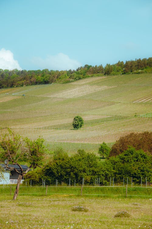View of Trees and Crops on a Hill under Blue Sky 
