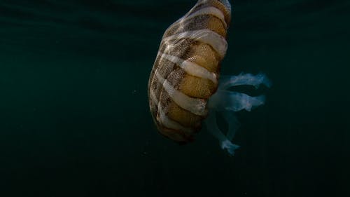 Unterwasserfotografie Von Quallen