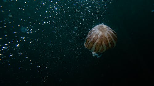 Ilmainen kuvapankkikuva tunnisteilla meduusa, meri, syvä