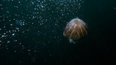 深海中，水母悬浮着，周围环绕着气泡，展现着水下之美