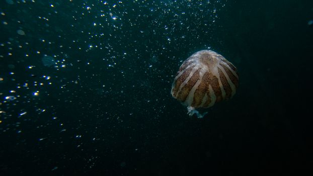 深海中，水母悬浮着，周围环绕着气泡，展现着水下之美