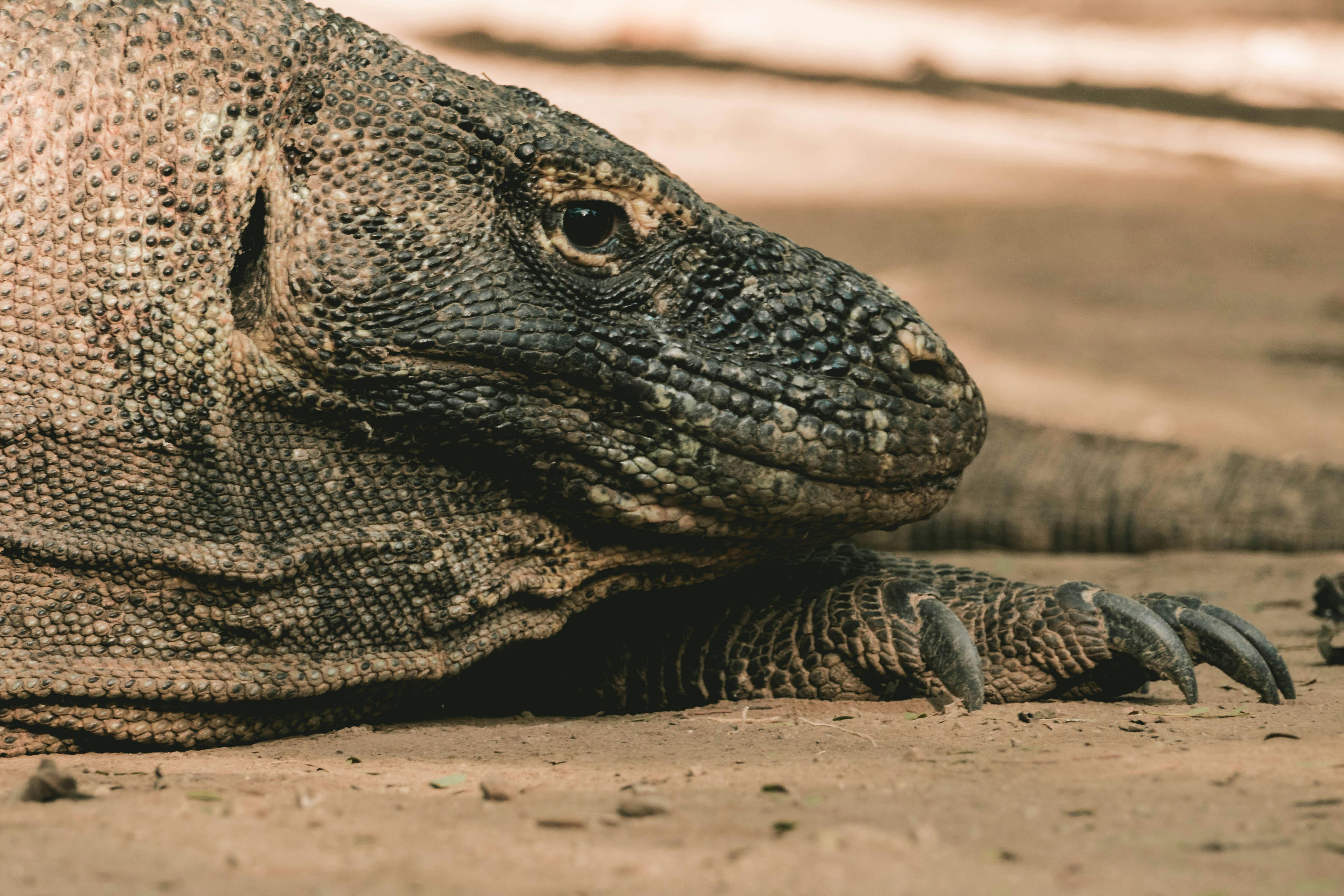 Komodo dragon in the wild komodo national park · Free Stock Photo