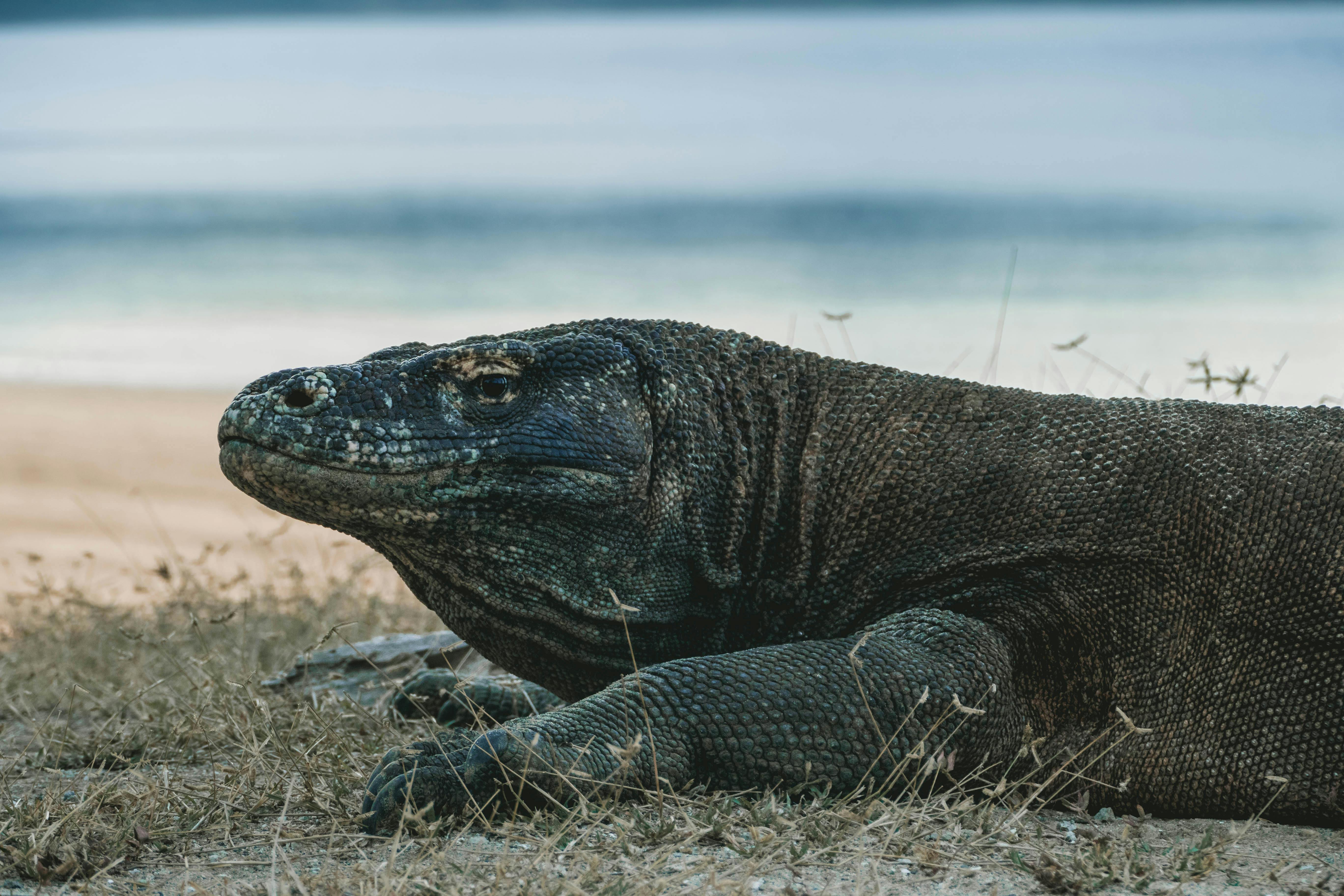 Komodo dragon in the wild komodo national park · Free Stock Photo