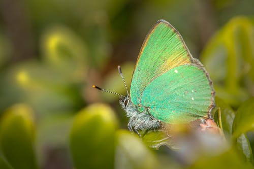 Green Butterfly in Nature