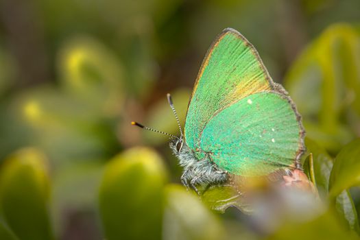 Close-up of a Green Hairstreak butterfly perched on a leaf, showcasing its vivid colors and texture.