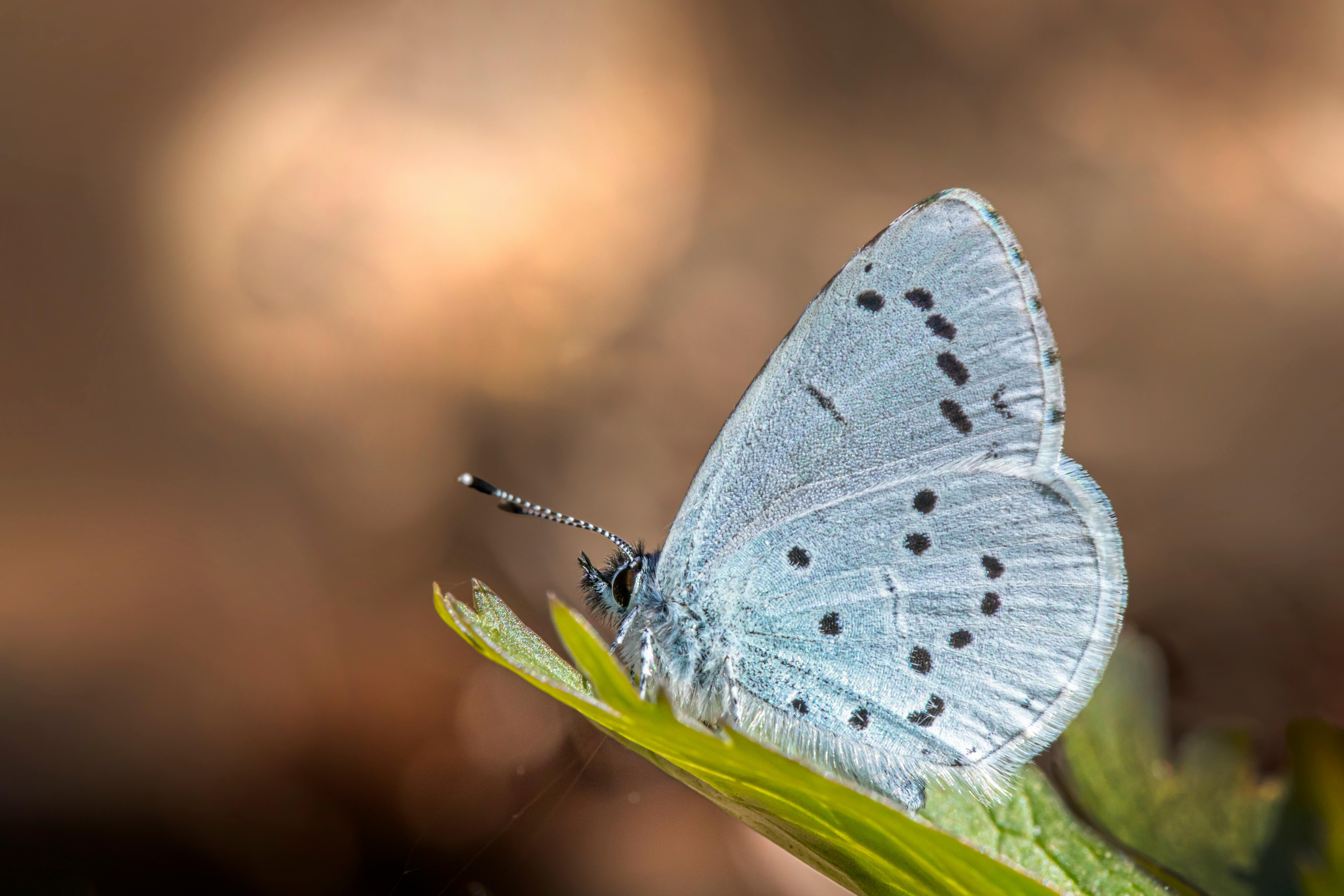 Exotic Moth in Nature · Free Stock Photo