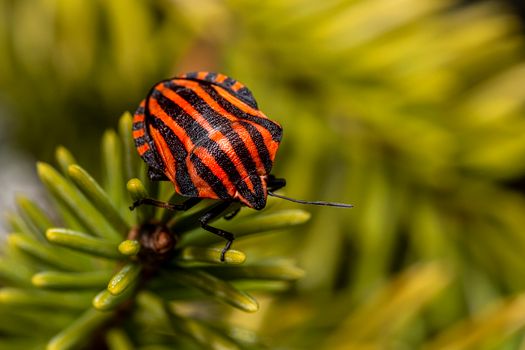 Free stock photo of beetle, bug, closeup