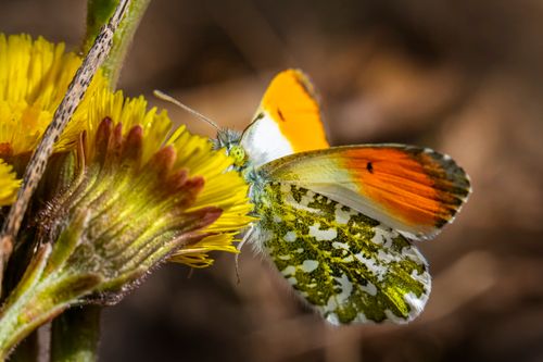 Free Orange Tip butterfly on a vibrant yellow flower in nature, showcasing delicate wing patterns. Stock Photo