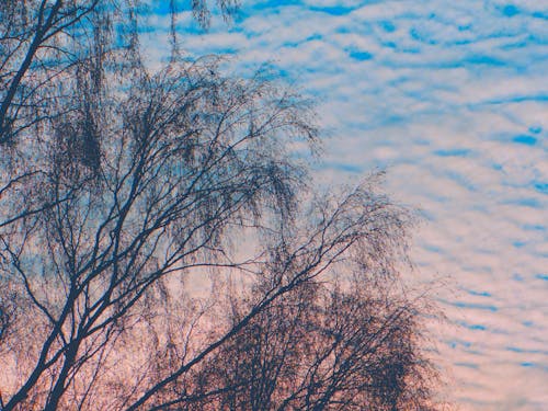 Baum am Abend - Clouds at the evening
