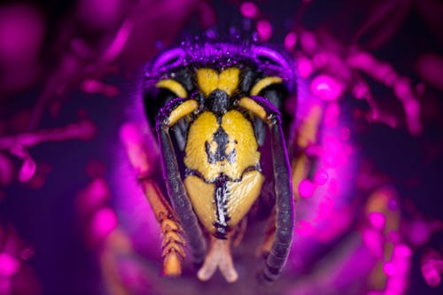 Extreme Close up of Insect