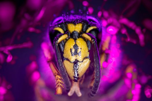 Extreme Close up of Insect