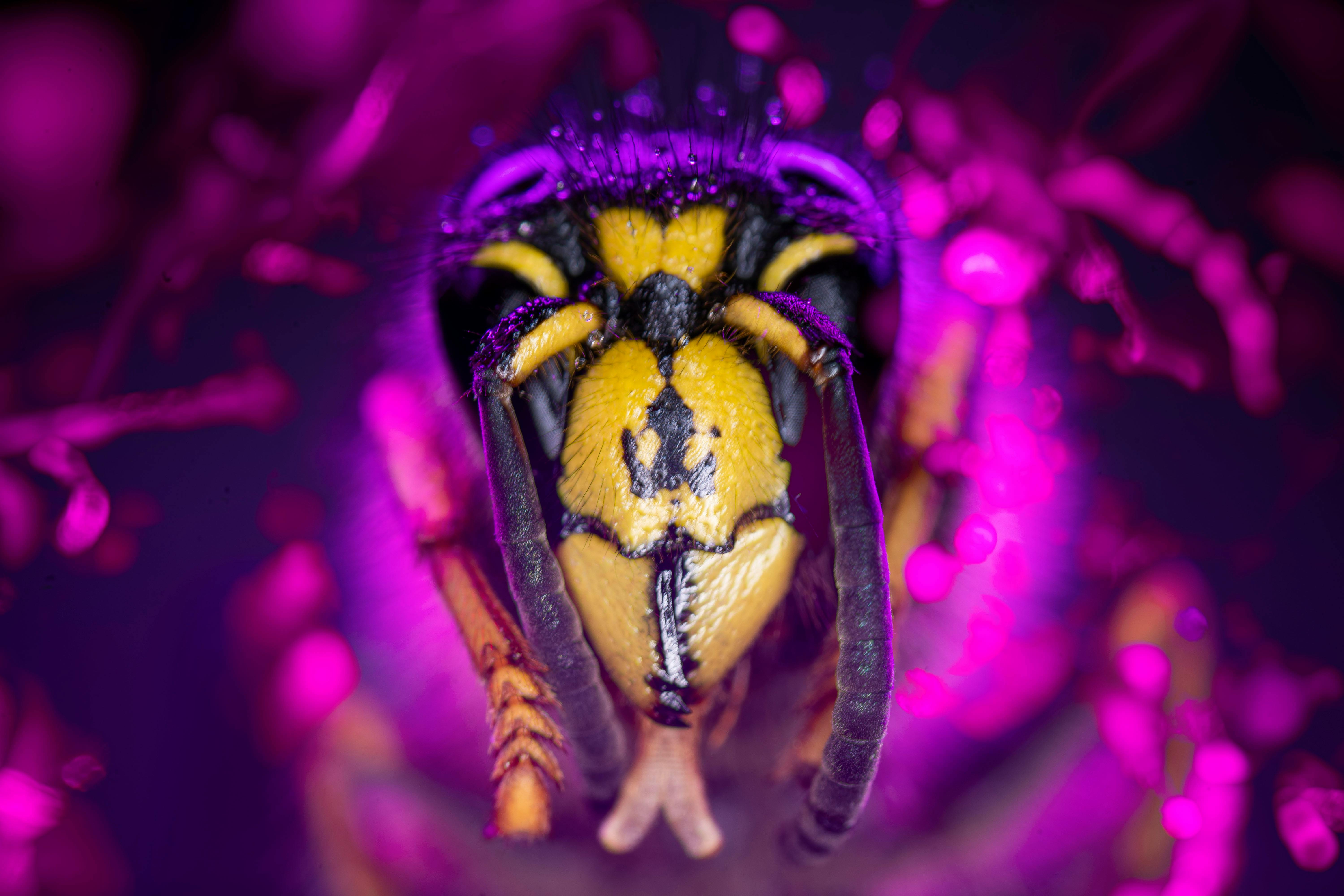 4k Animal Wallpaper Animal Photos Download The BEST Free 4k Animal 4k-animal-wallpaper-animal-photos-download-the-best-free-4k-animal