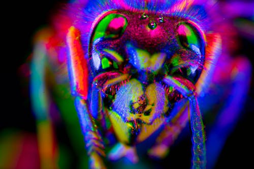 Close-up of an Insect Head 