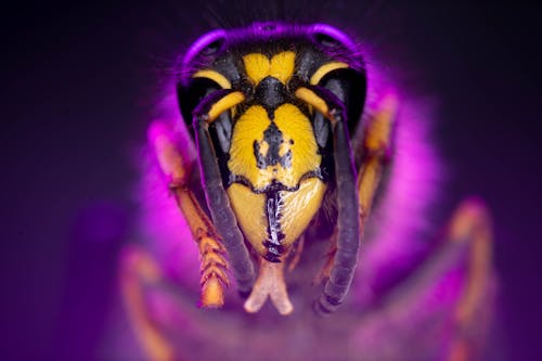 Close-up of a Head of a Wasp 