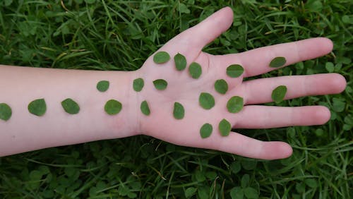 Leaves on a hand