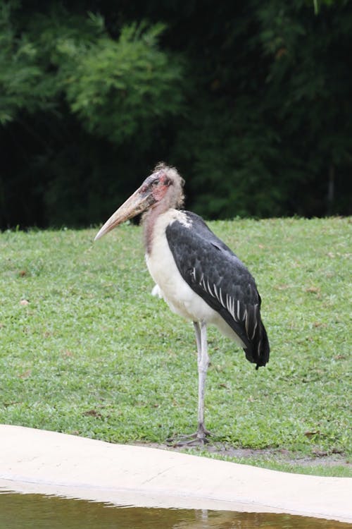 Foto d'estoc gratuïta de animal, au, billar