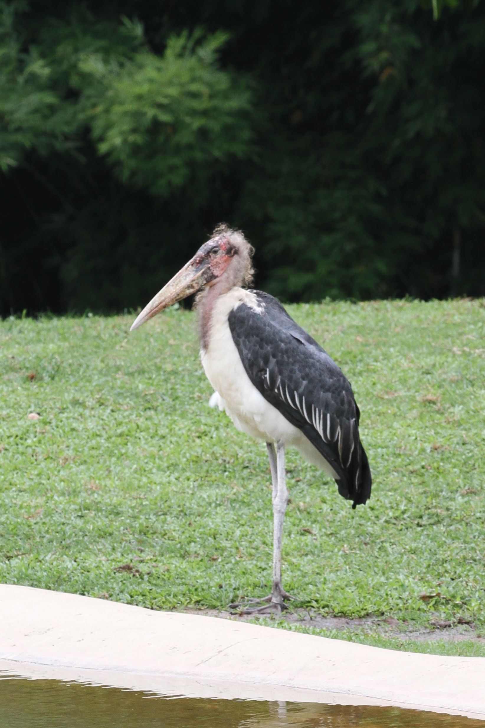 Marabou Stork in ZOO · Free Stock Photo