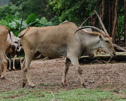 Free Common eland walking through a field in a natural forest habitat, showcasing wildlife beauty. Stock Photo