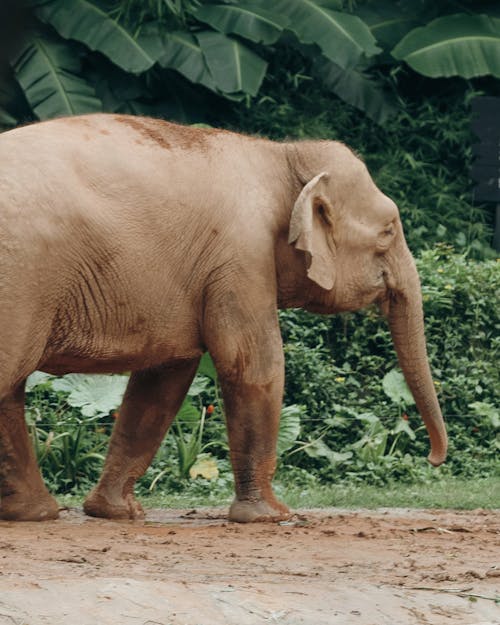 An Elephant Calf in a Zoo 