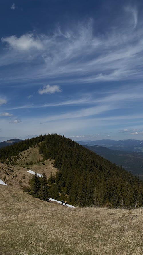 Vertical Panorama of a Scenic Mountain Forest Landscape