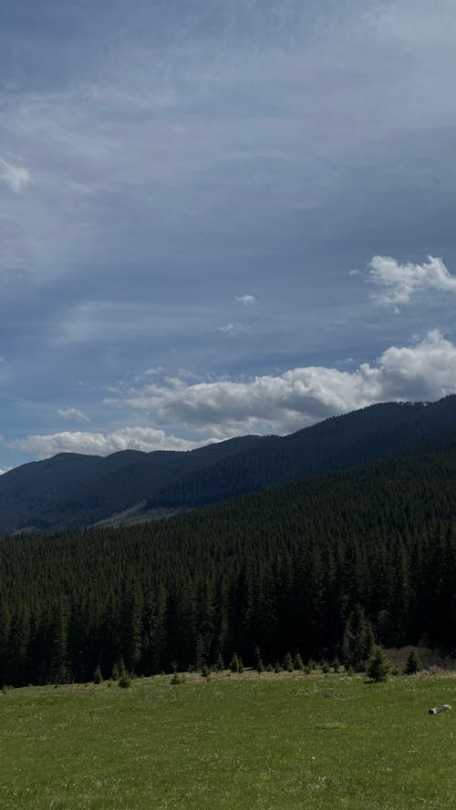 Vertical Panorama of Idyllic Mountain Landscape with Greed Pasture Meadow and Forest