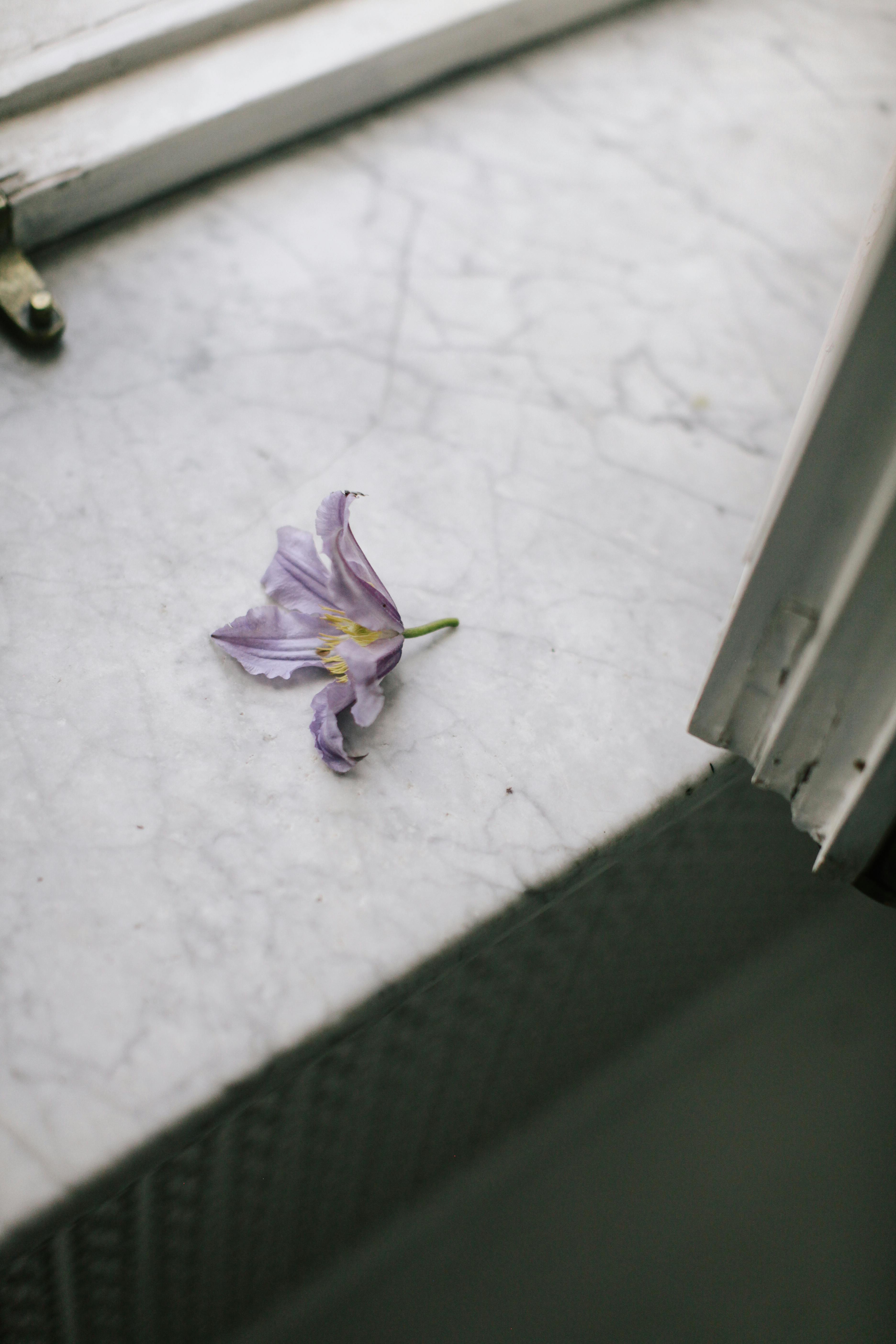 A single purple flower rests on a bright marble windowsill, capturing tranquility.