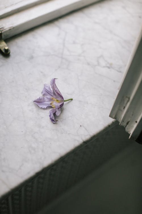 Free Purple Petaled Flower  Stock Photo