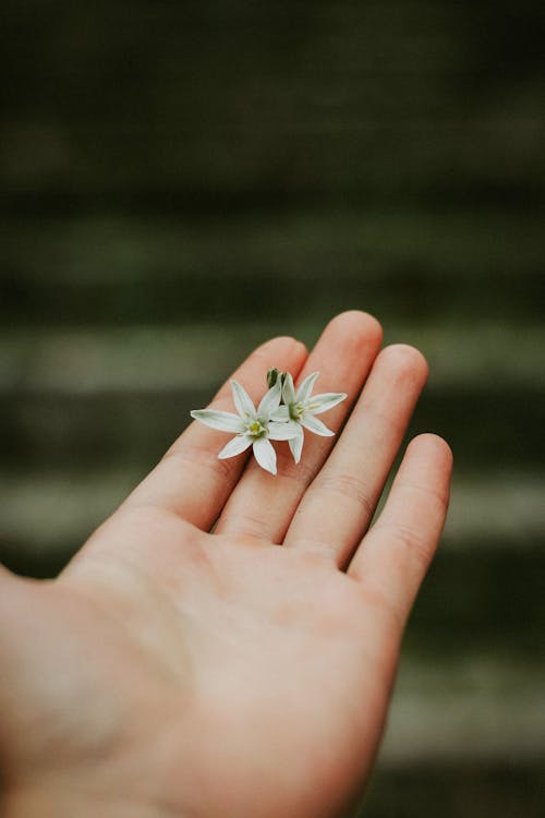 Two Flowers on a Hand 