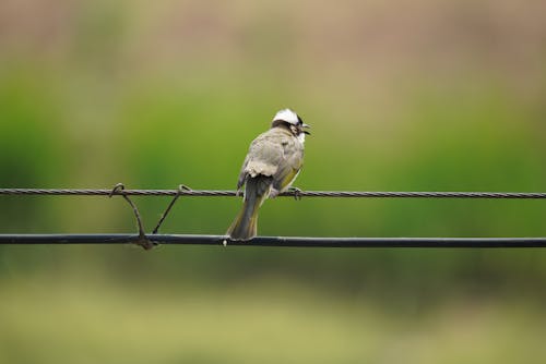 Small Bird Perching on Wire