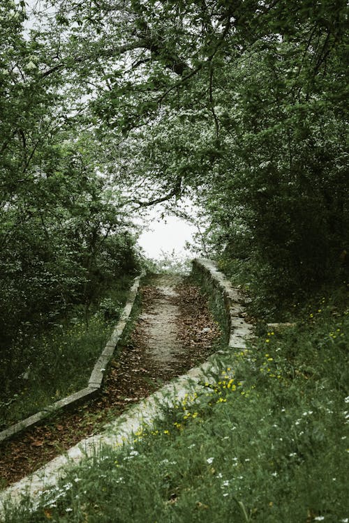 Footpath in a Park with Dense Growth