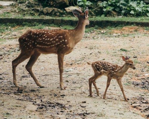 A Deer with a Fawn 