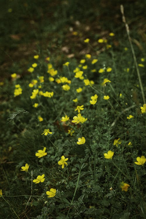 Darmowe zdjęcie z galerii z kwiaty, łąka, natura