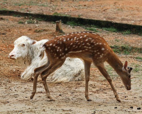 Deer and Cow