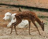 A spotted deer and a white cow resting outdoors, showcasing wildlife and livestock together.