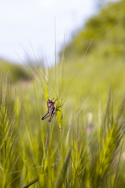 Grasshopper in Nature