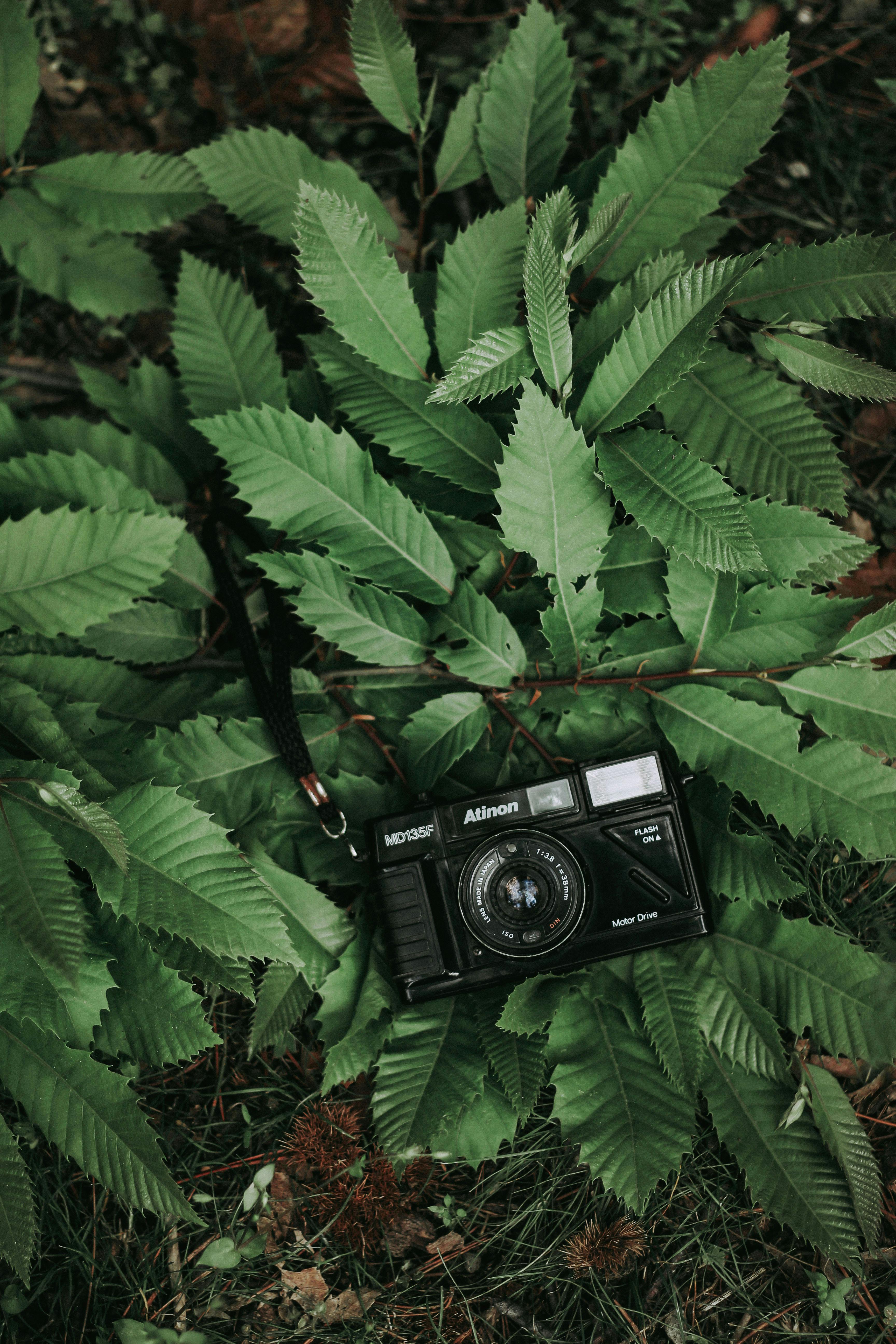 A classic film camera resting on lush green leaves, creating a nature intertwined with technology theme.