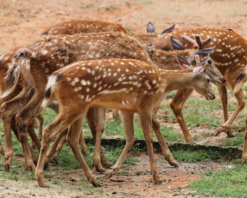 Imagine de stoc gratuită din animale, căprioară, faună sălbatică