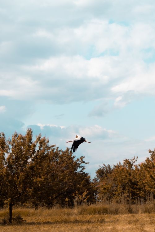 Free A lone stork soars over a tranquil countryside landscape with autumnal trees below. Stock Photo