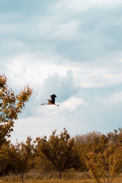 Free Majestic stork flying over rural trees under dramatic skies in Alişar, Türkiye. Stock Photo