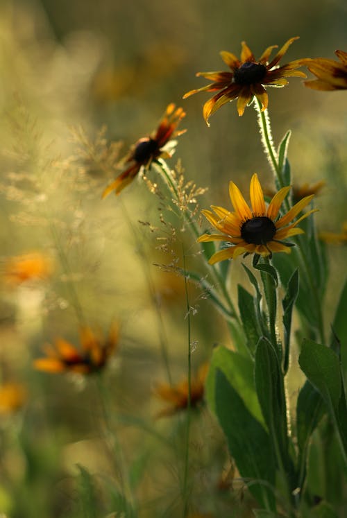 Black eyed susan flowers in the sun