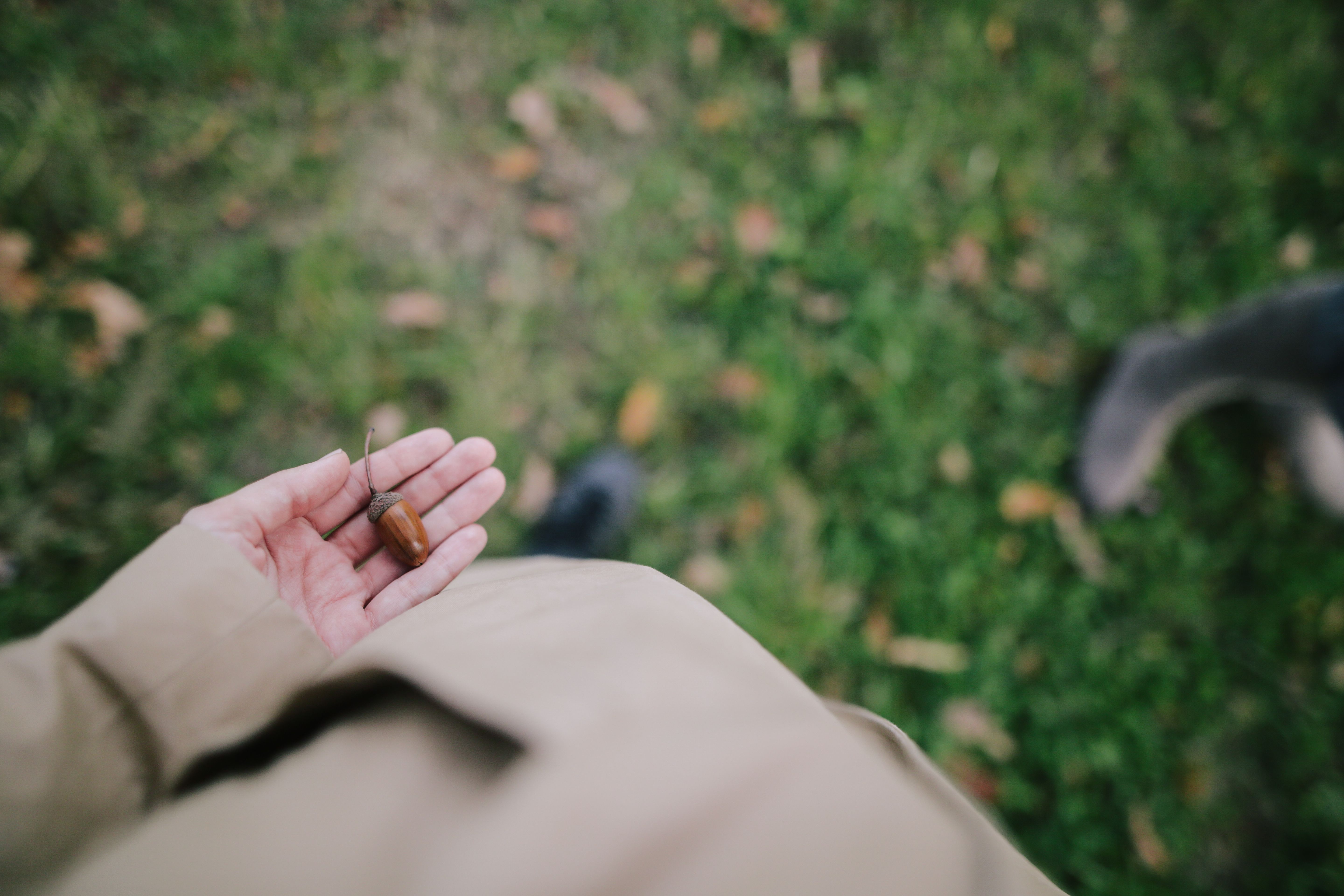 Close-up of an acorn held in an open palm. Photo by Daria Obymaha on Pexels
