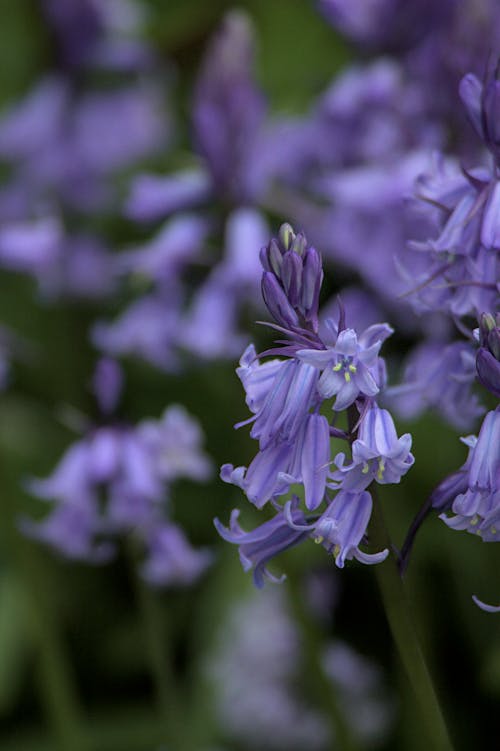 Foto stok gratis bluebells, hijau, musim semi