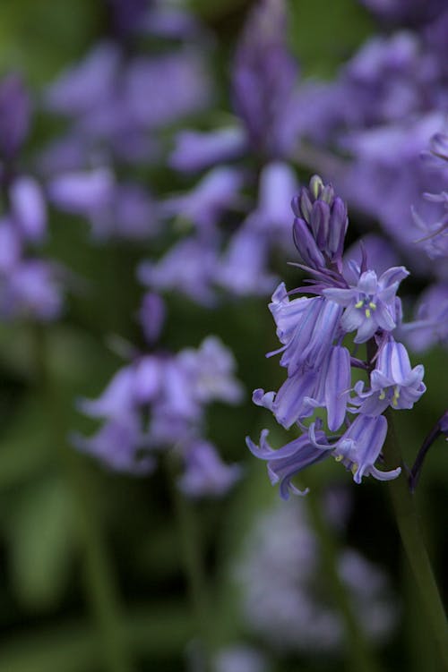 Foto stok gratis bluebells, hijau, musim semi